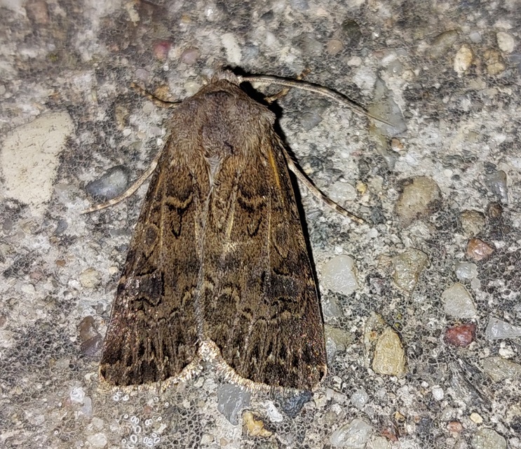 Agrotis bigramma - kétjegyű földibagoly