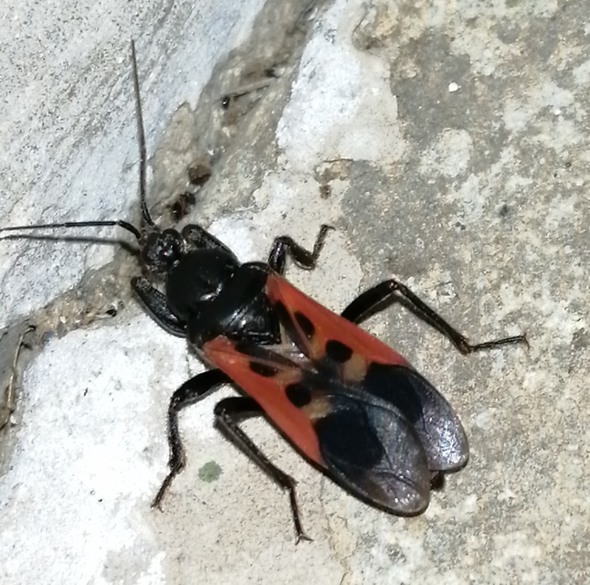 Peirates hybridus - foltos rablópoloska