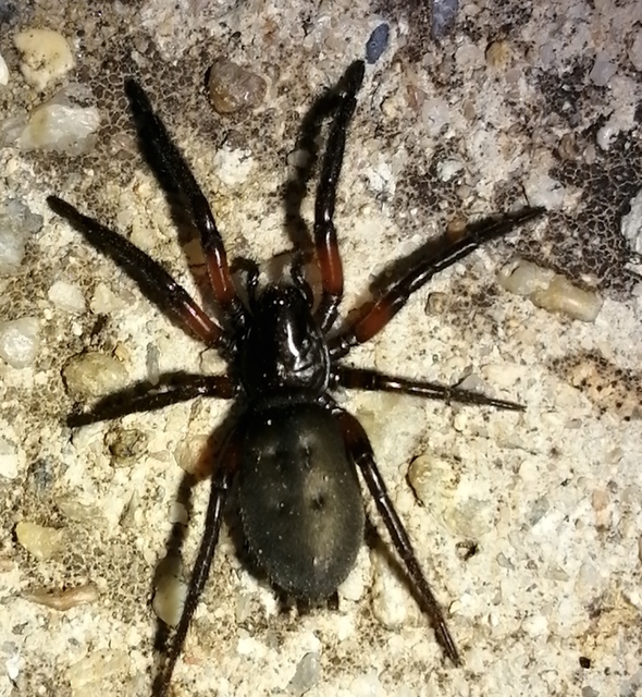 Gnaphosa bicolor
