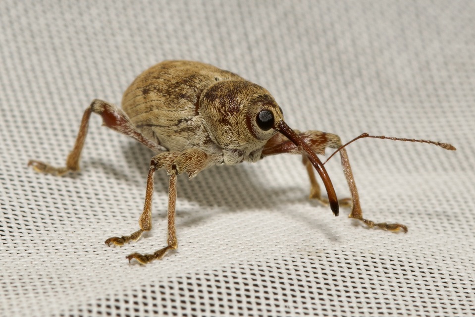 Curculio elephas - gesztenyezsuzsóka