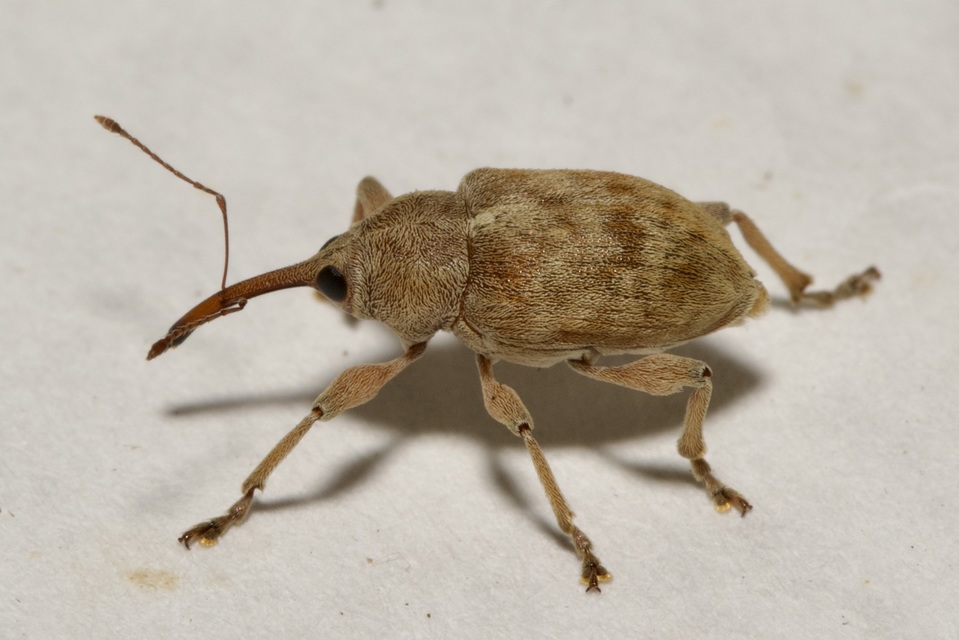 Curculio elephas - gesztenyezsuzsóka