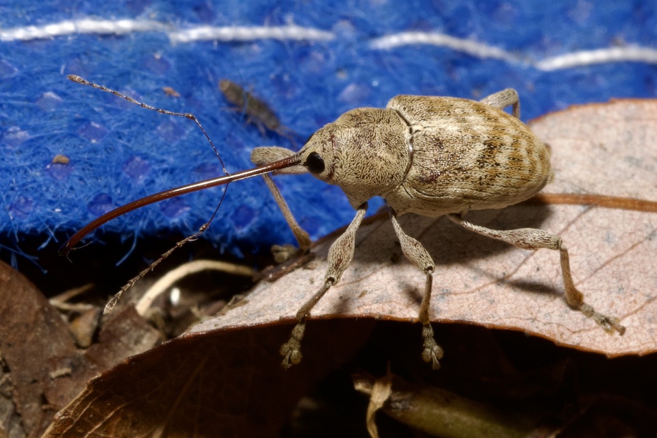 Curculio elephas - gesztenyezsuzsóka