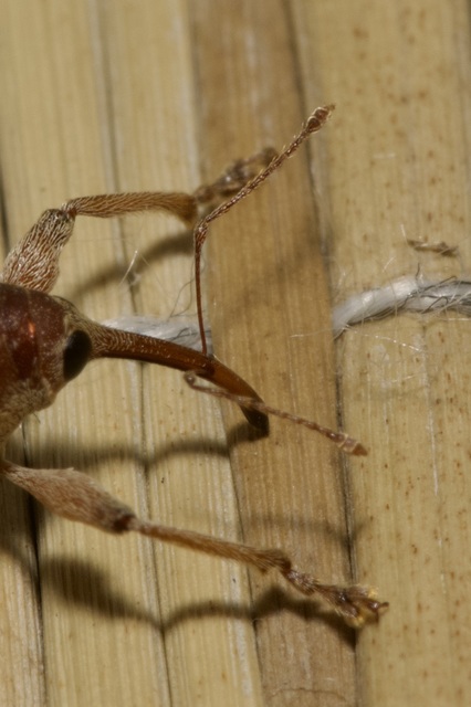 Curculio propinquus - halvány zsuzsóka