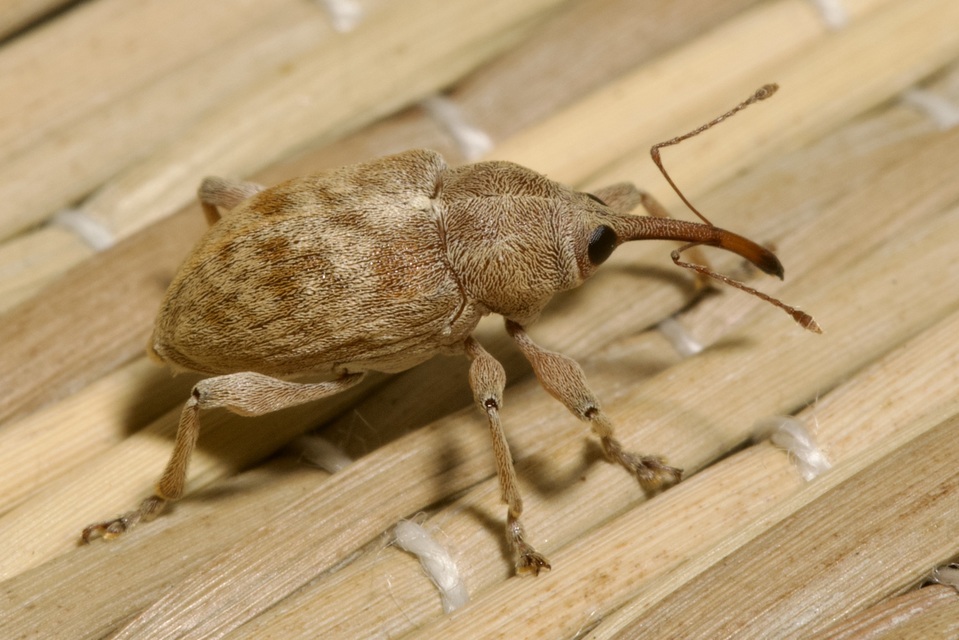 Curculio elephas - gesztenyezsuzsóka