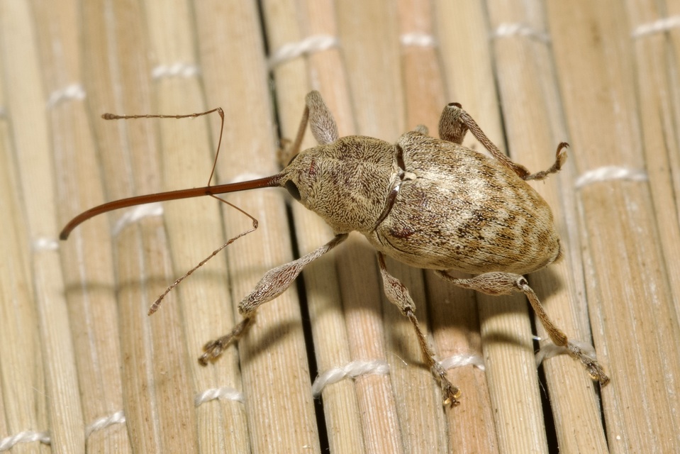 Curculio elephas - gesztenyezsuzsóka