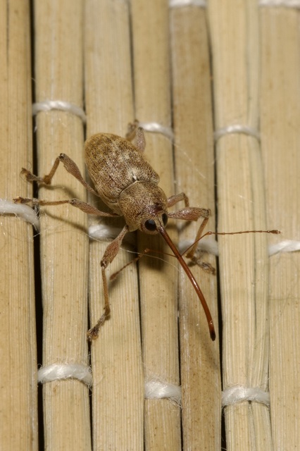 Curculio elephas - gesztenyezsuzsóka