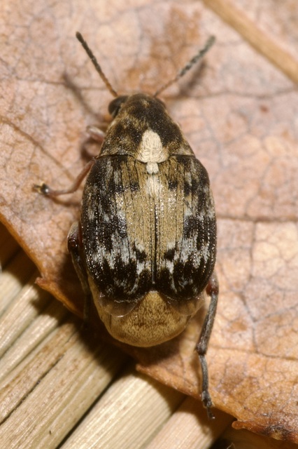 Megabruchidius