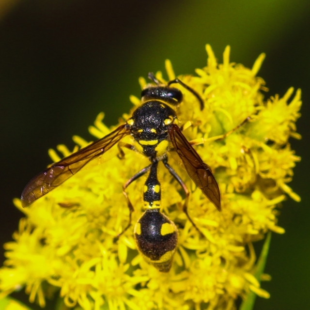 Eumenes