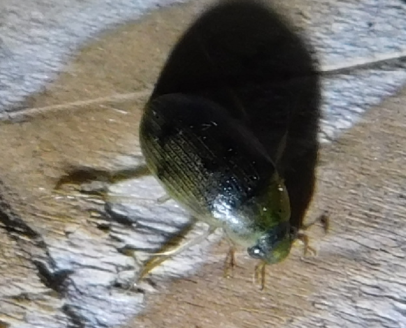 Berosus Berosus