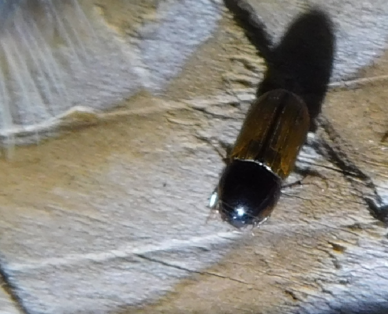 Bodilus ictericus
