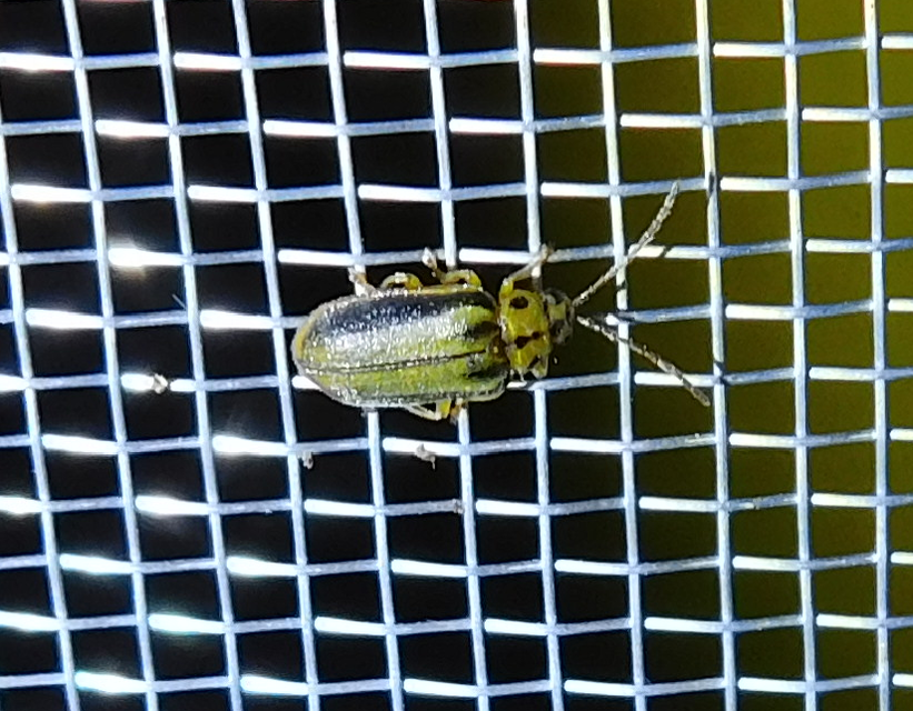 Xanthogalerucella luteola - szilfa-olajosbogár