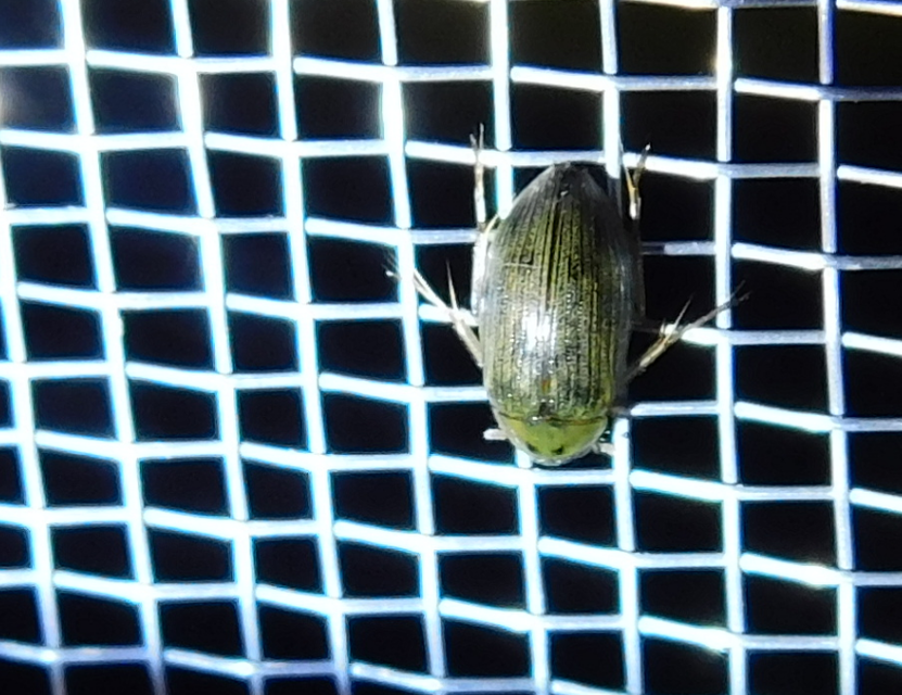 Berosus spinosus - széki szemescsibor Berosus spinosus - széki szemescsibor