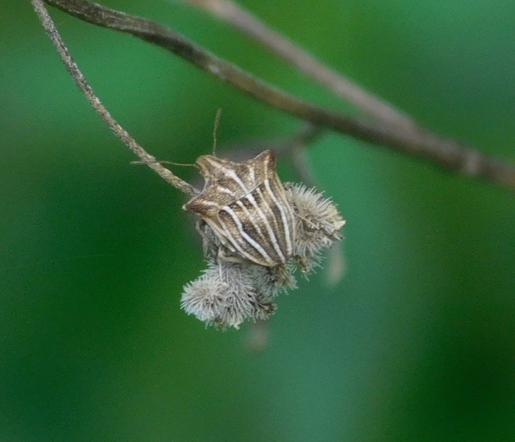 Ancyrosoma leucogrammes - vállas poloska