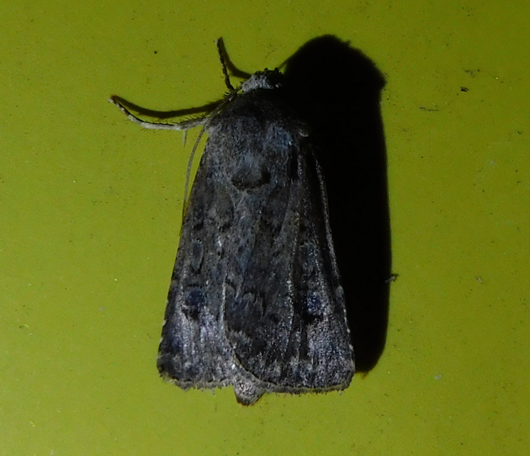 Agrotis bigramma - kétjegyű földibagoly