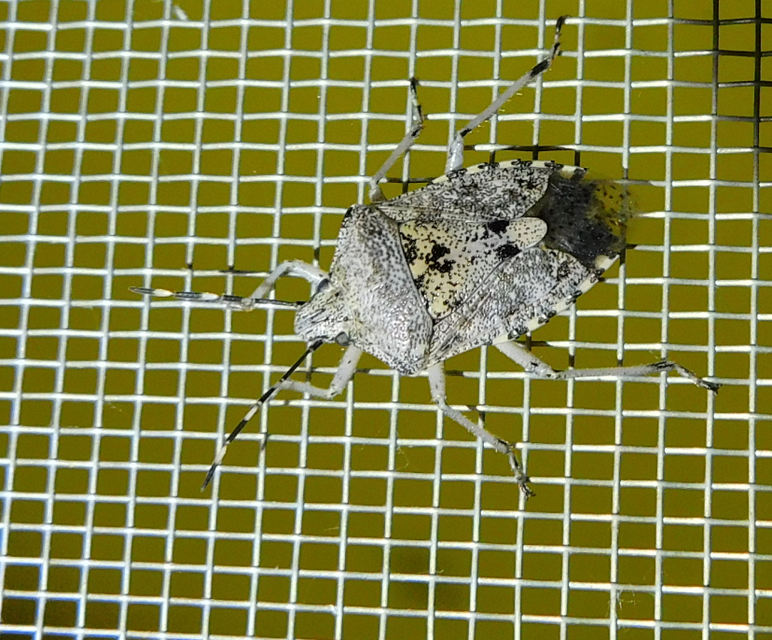 Rhaphigaster nebulosa - bencepoloska