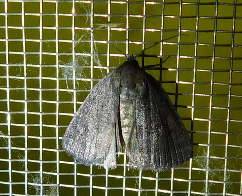 Acosmetia caliginosa - imolabagoly