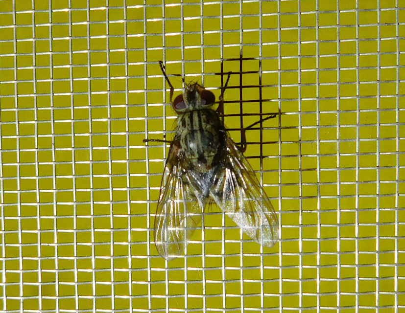 Phaoniinae
