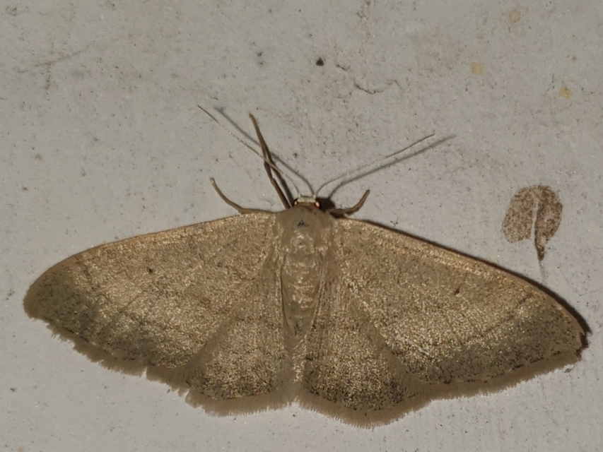 Idaea straminata - szalmasárga sávosaraszoló