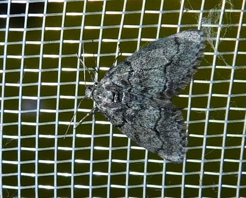 Tephronia sepiaria/Eumannia lepraria