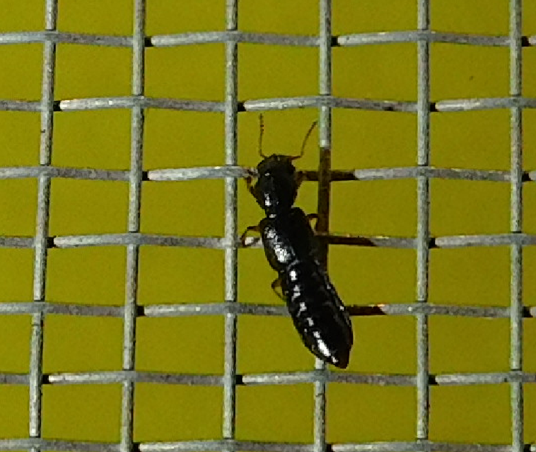 Bledius Bledius