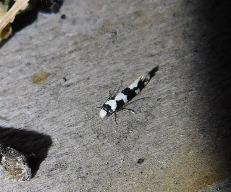Neurothaumasia ankerella - magyarmoly
