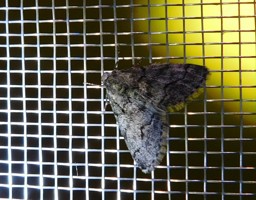 Tephronia sepiaria/Eumannia lepraria