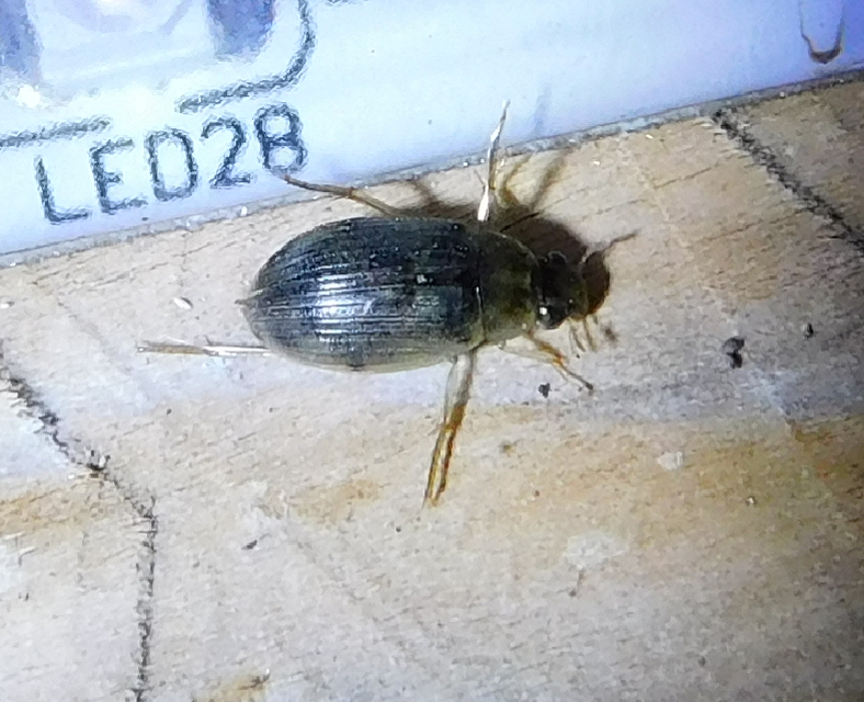 Berosus Berosus