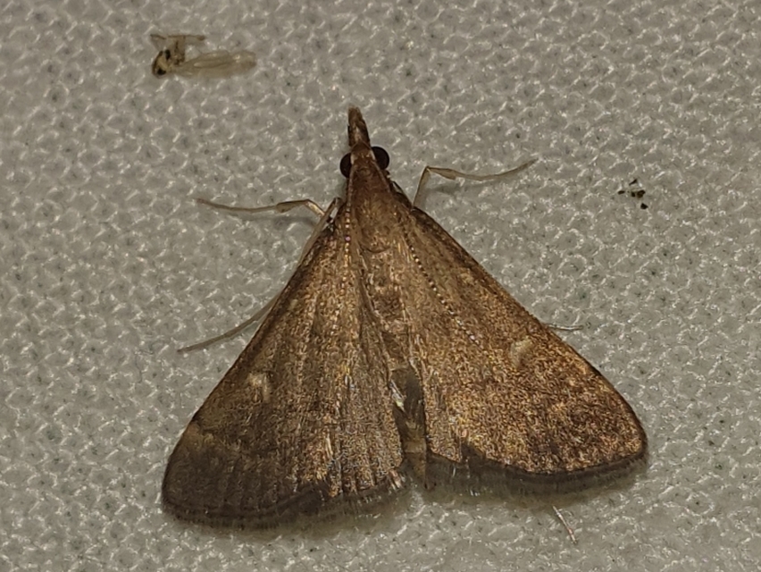 Dolicharthria punctalis - hosszúlábú tűzmoly