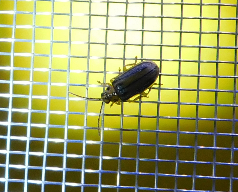 Xanthogalerucella luteola - szilfa-olajosbogár