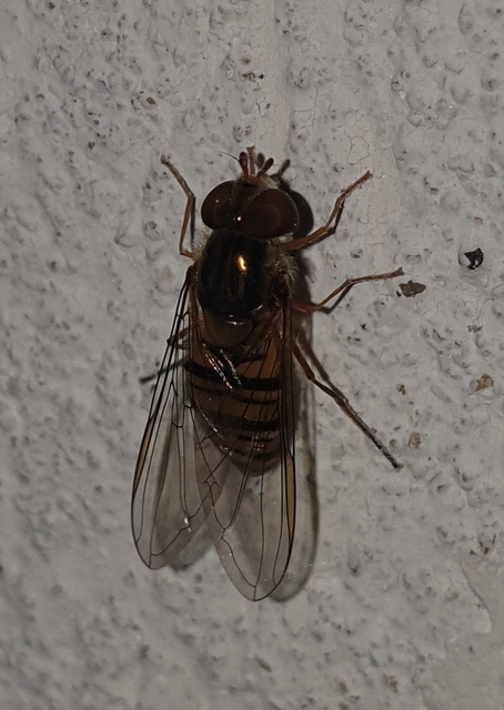 Episyrphus balteatus - ékfoltos zengőlégy