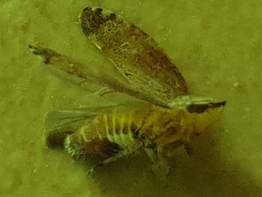 Fieberiella