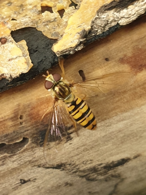 Episyrphus balteatus - ékfoltos zengőlégy
