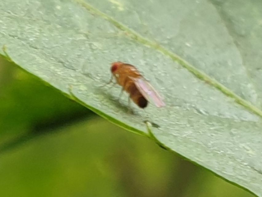 Drosophila