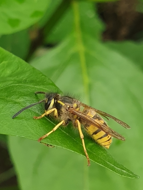 Vespula