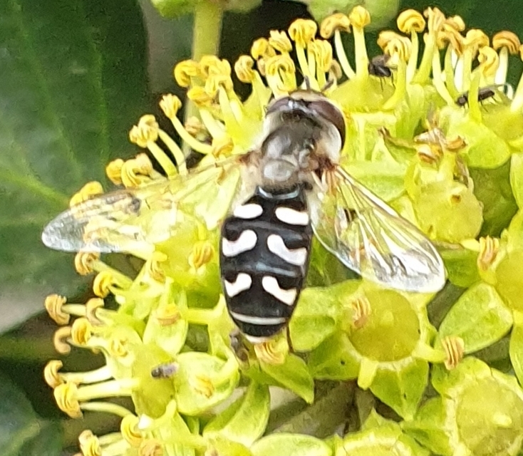 Scaeva pyrastri - gyakori nagyhomlokúlégy