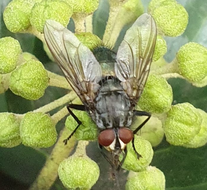 Calliphoridae - dongólegyek