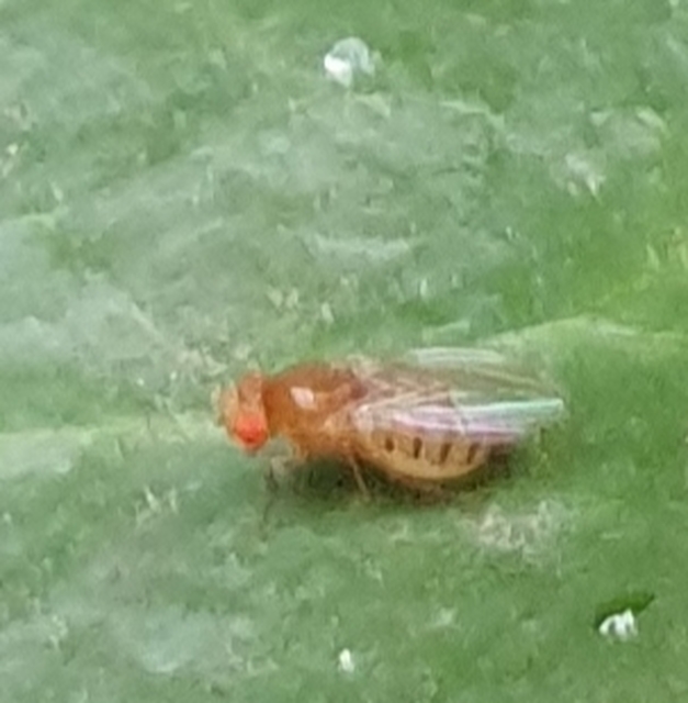 Drosophila