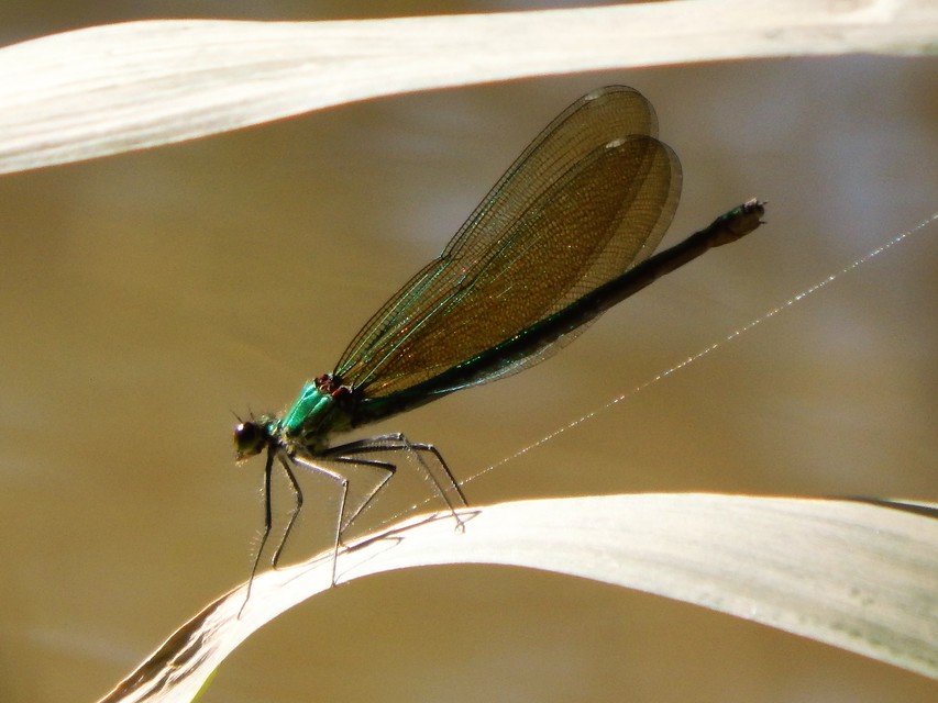 Calopteryx splendens - sávos szitakötő