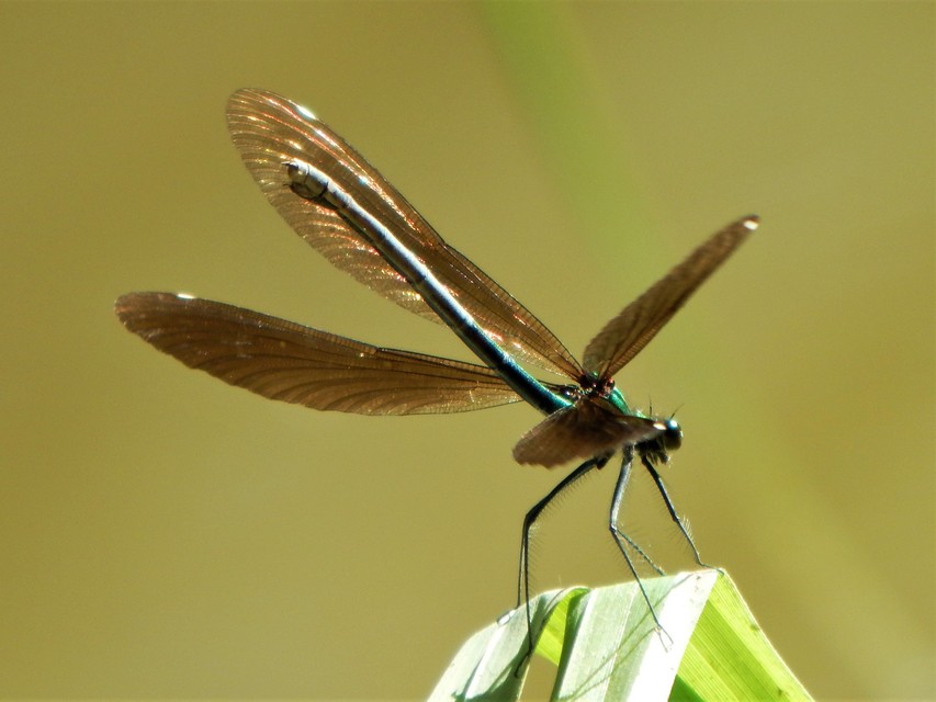 Calopteryx virgo - kisasszony-szitakötő