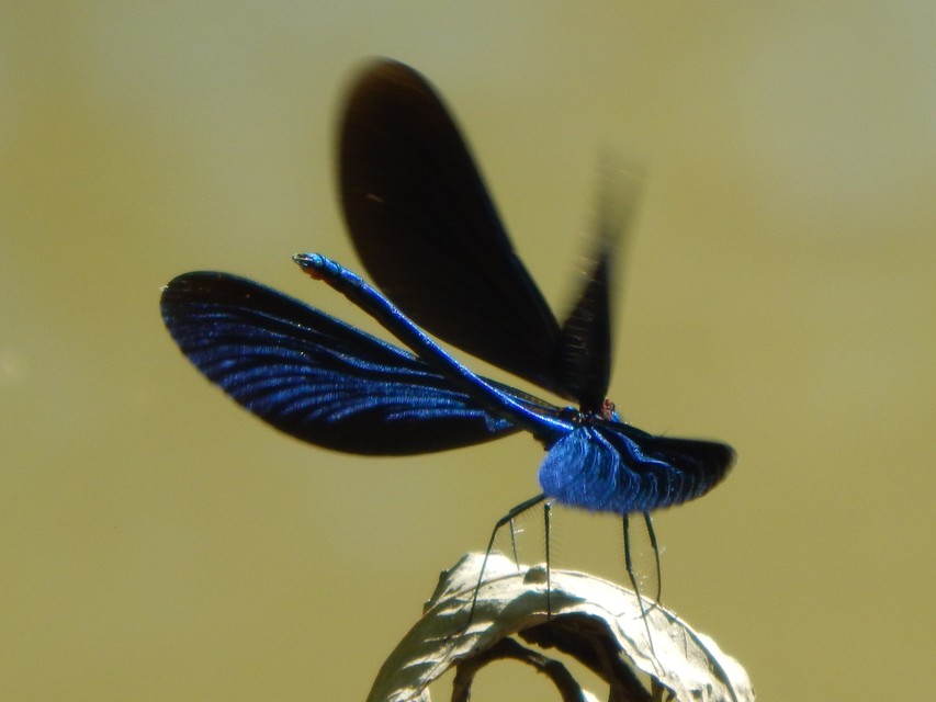 Calopteryx virgo - kisasszony-szitakötő