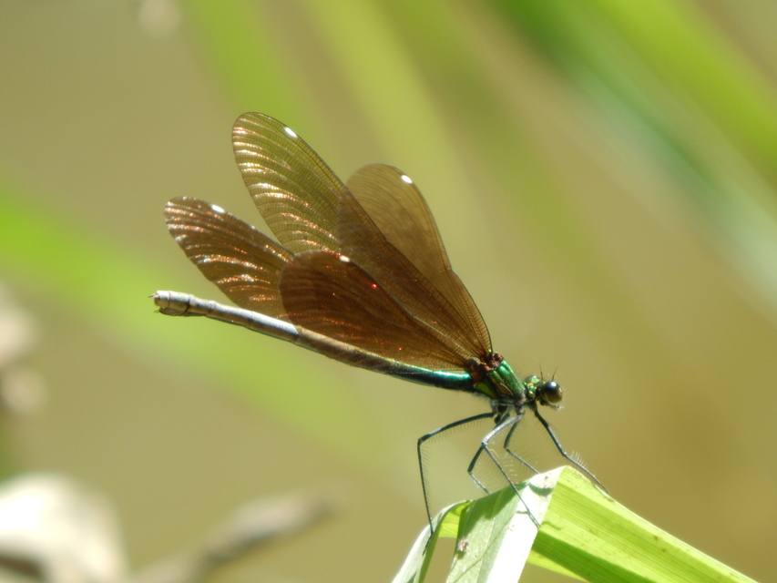 Calopteryx virgo - kisasszony-szitakötő