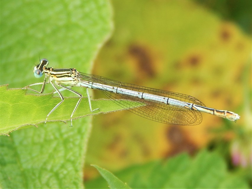 Platycnemis pennipes - széleslábú szitakötő