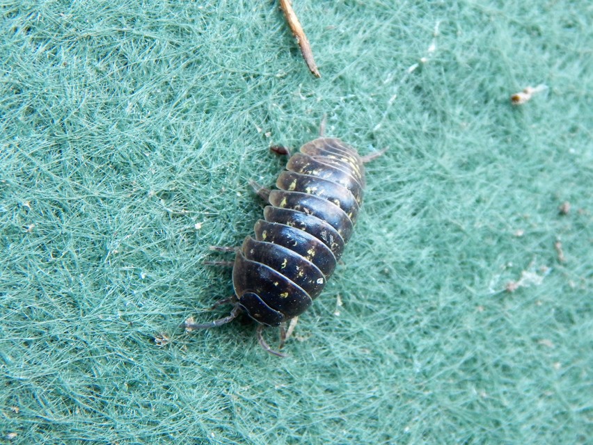 Isopoda - Ászkarákok