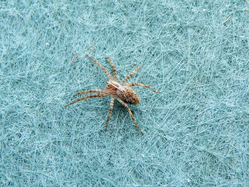 Pisaura mirabilis - csodáspók
