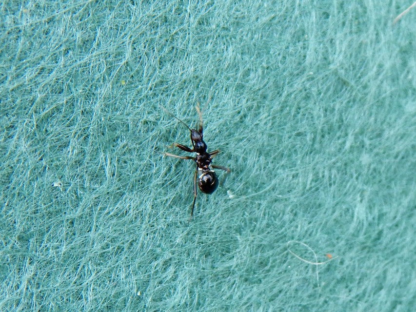 Hymenoptera - Hártyásszárnyúak