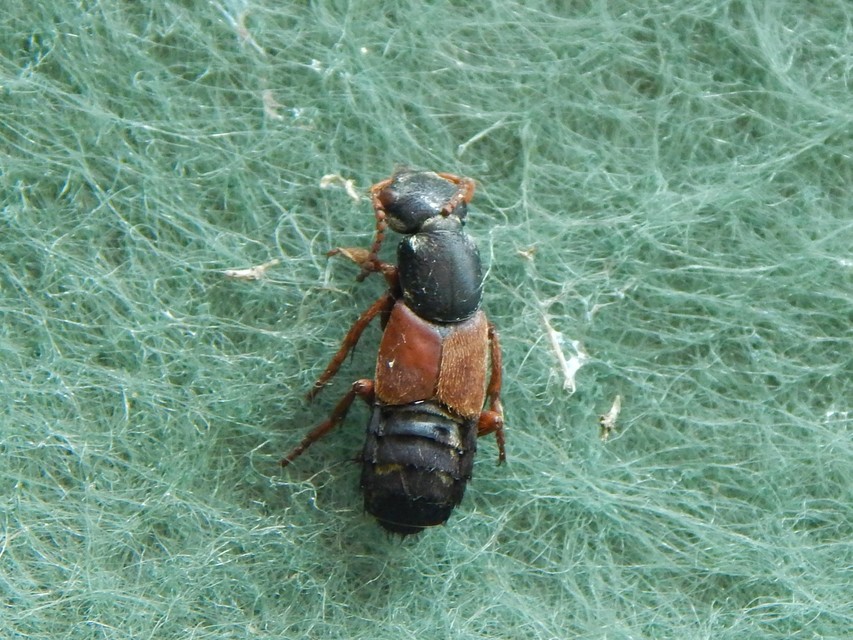Staphylinus caesareus - aranysujtásos holyva