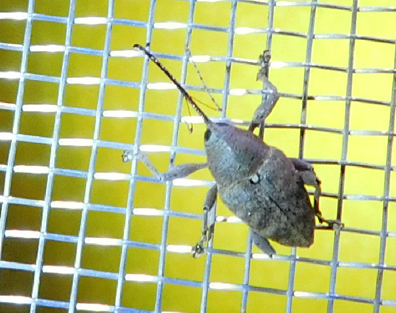 Curculio glandium - tölgymakkzsuzsóka