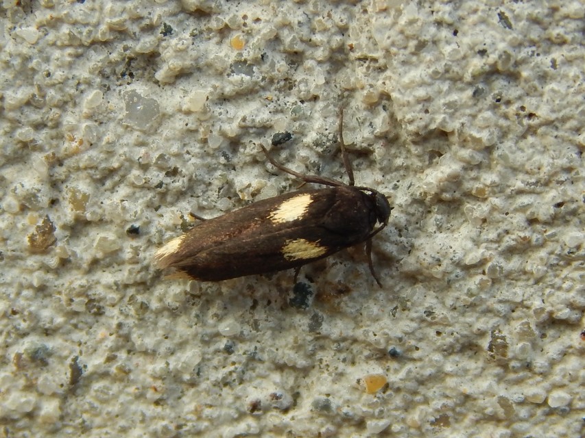 Scythris sinensis - aranyfarú zöldmoly