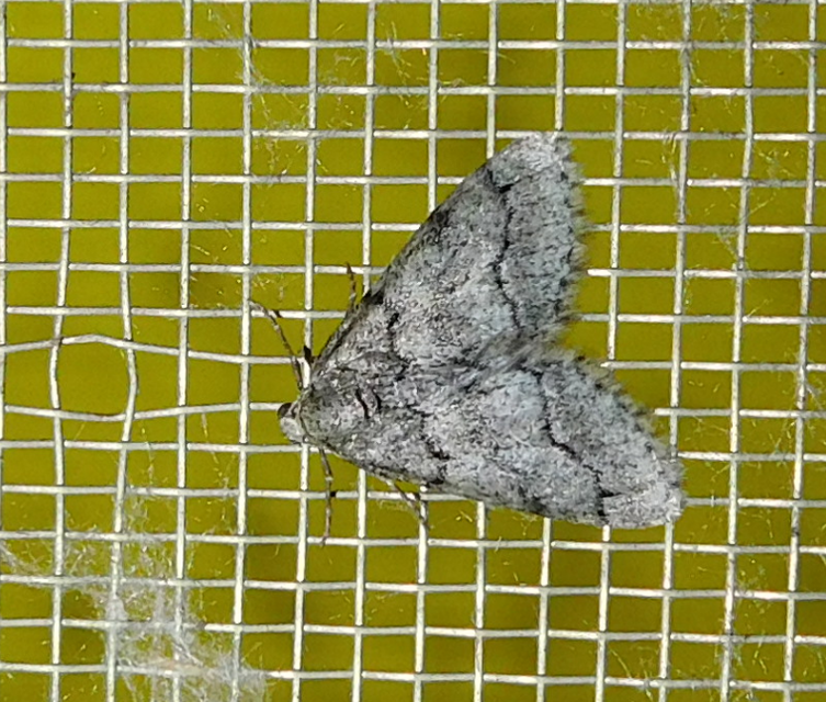 Tephronia sepiaria/Eumannia lepraria