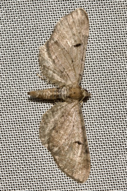Eupithecia absinthiata - üröm-törpearaszoló
